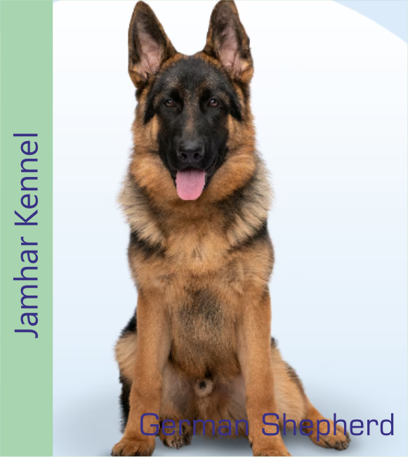 German Shepherd